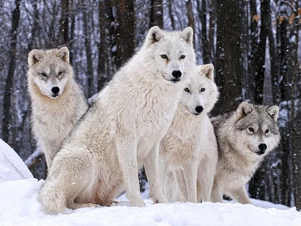 4 Wolf Wallpaper Image 1