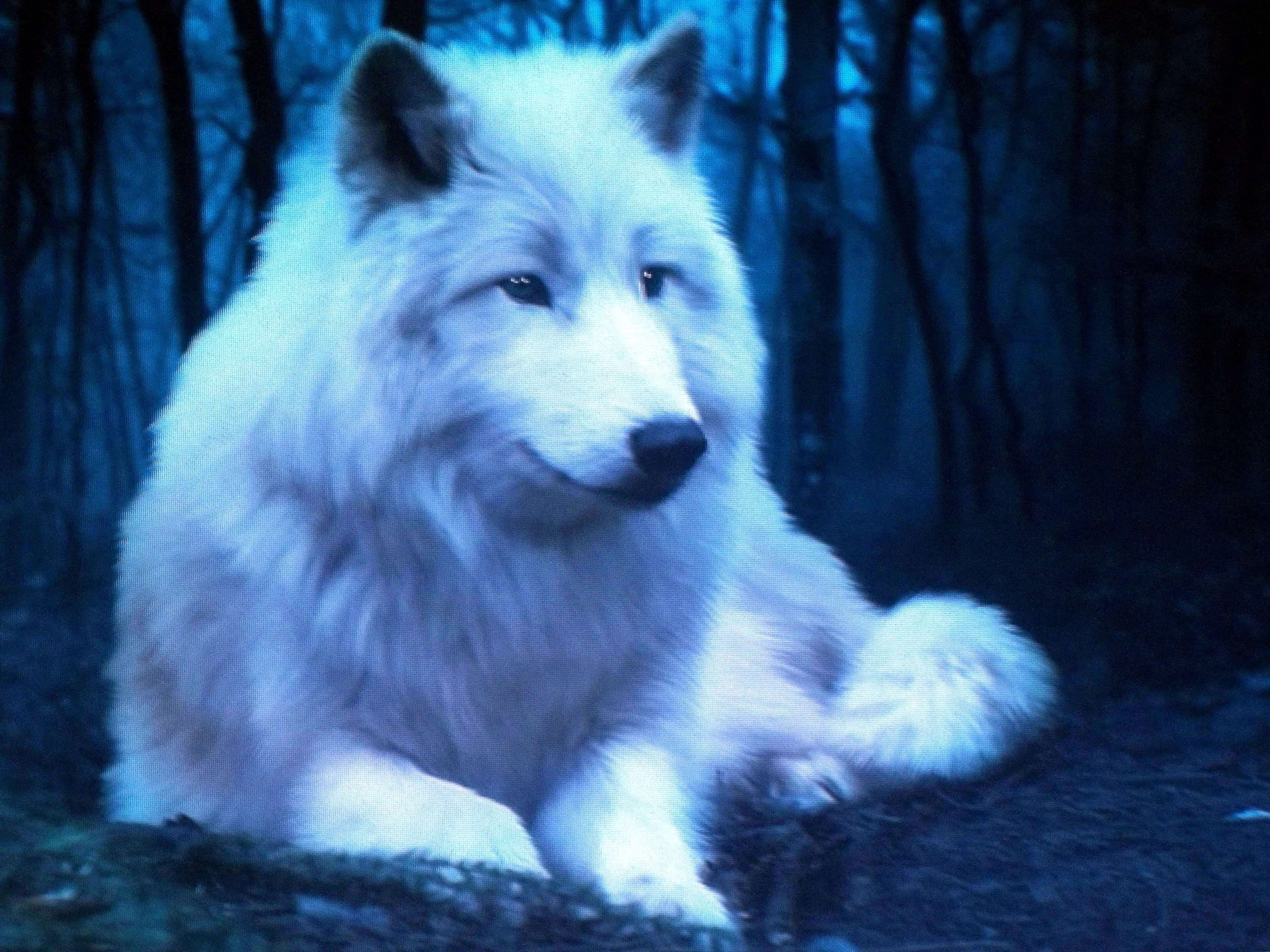 White Wolf Wallpapers With Blue Eyes