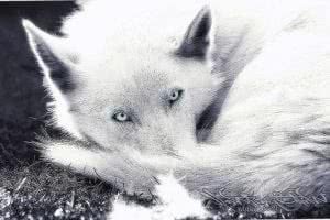 Wolf Blue Eyes Wallpaper Image 1