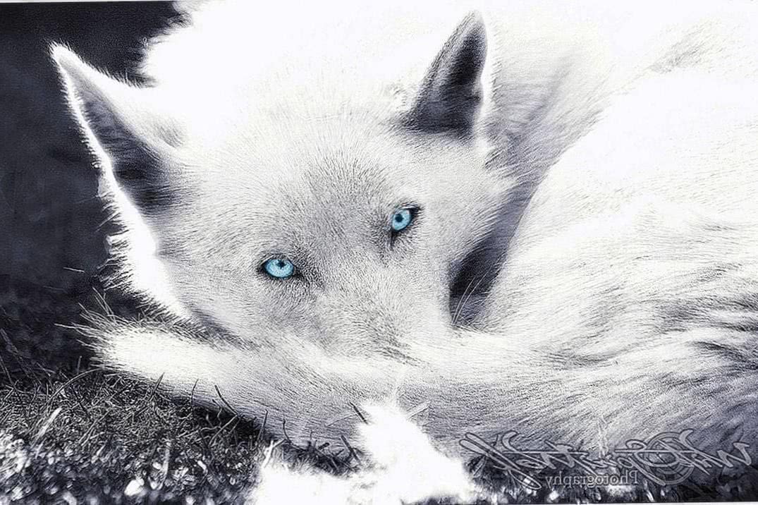 Blue Eyes Wolf Wallpapers