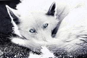 White Wolf Wallpaper With Blue Eyes Image 1