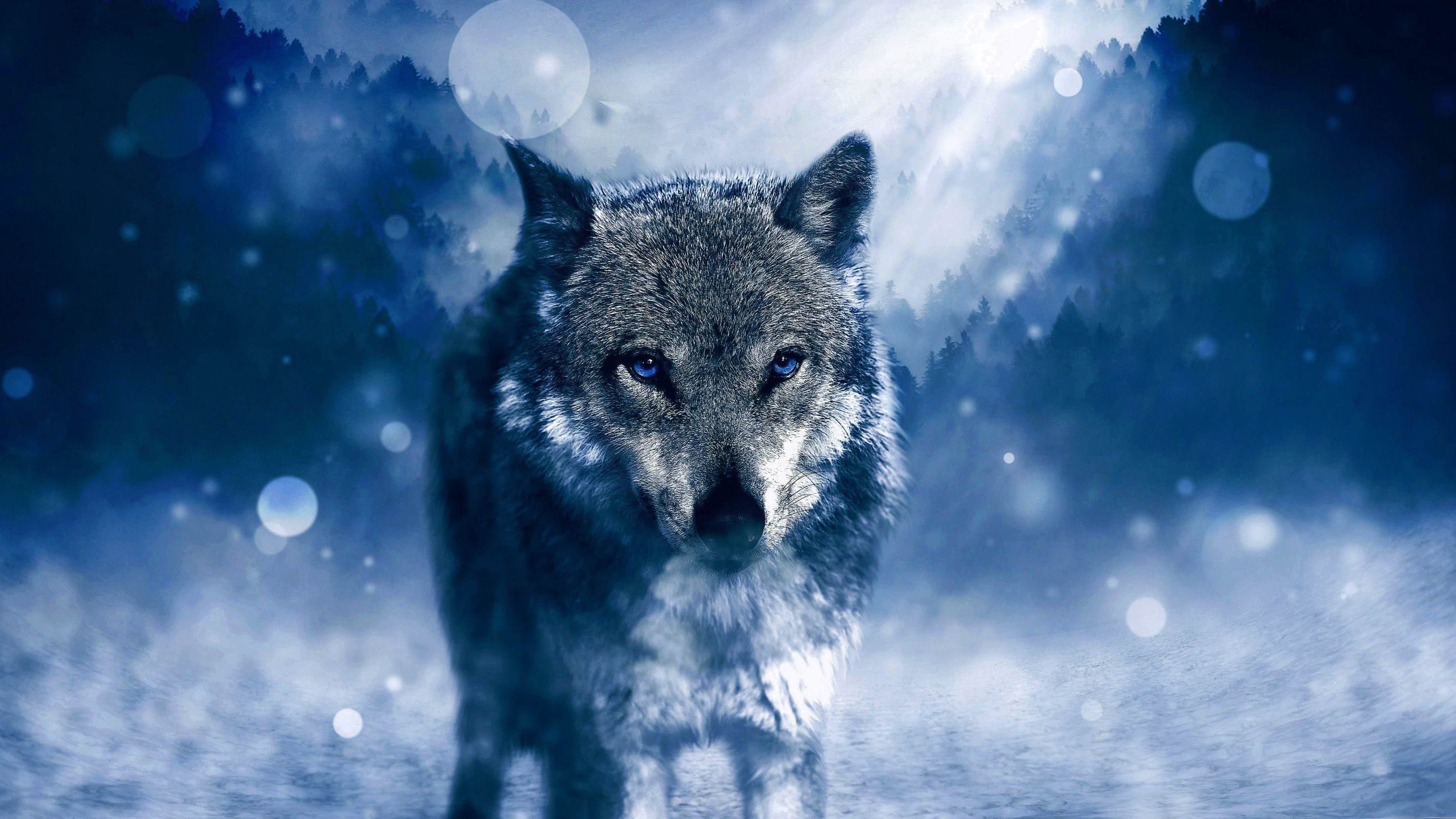 wolf 4k desktop wallpaper background image 3