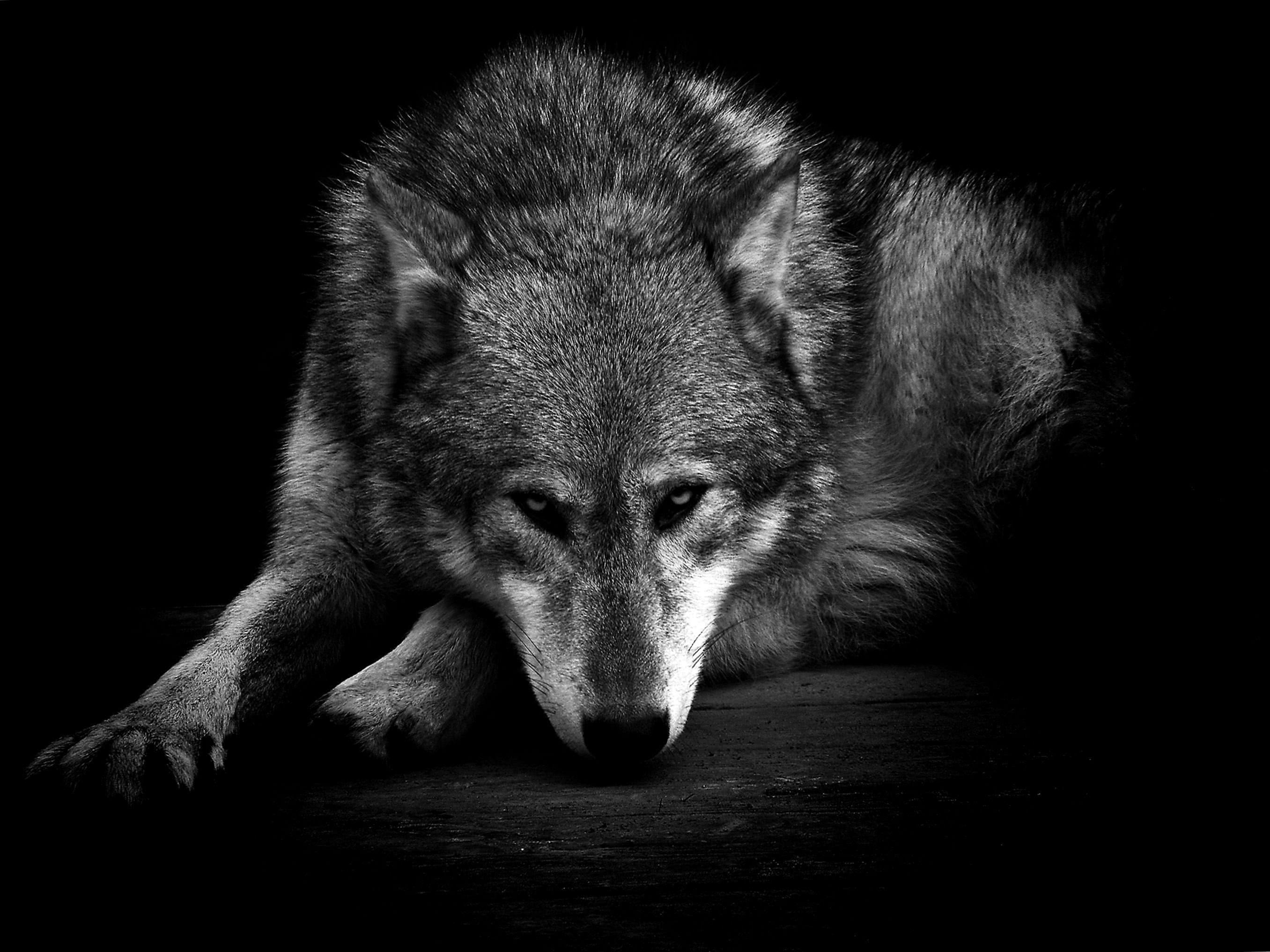 Dark Wild Wolf Wallpaper Image 1