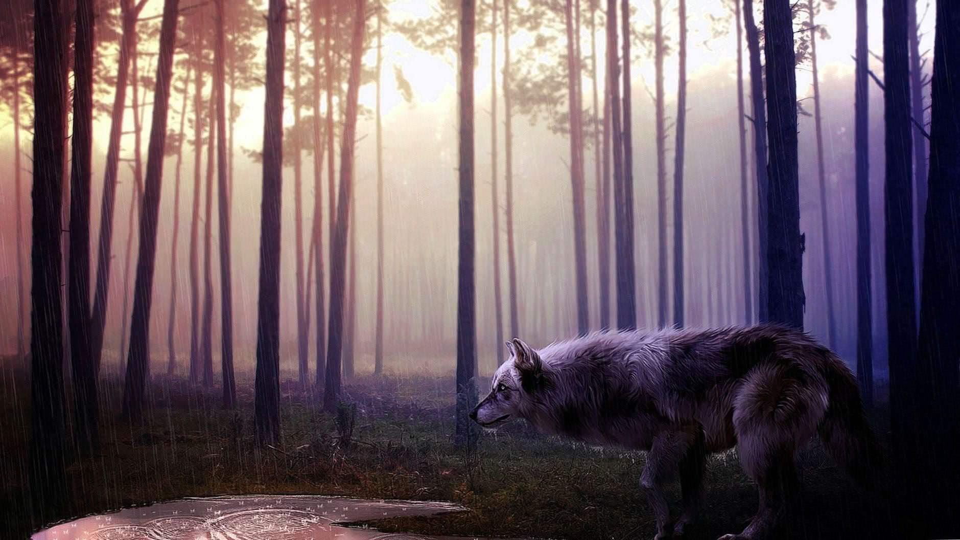 Wild Wolf Full HD Wallpaper Image 1