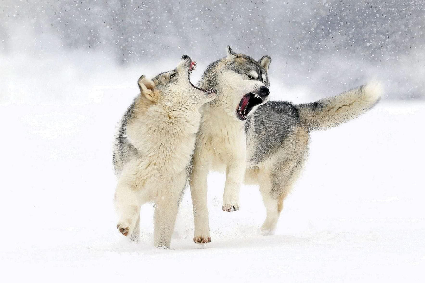Snow Wolf Mac Wallpaper Image 1