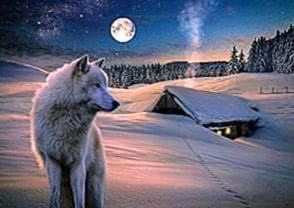 Wolf Landscape Wallpapers