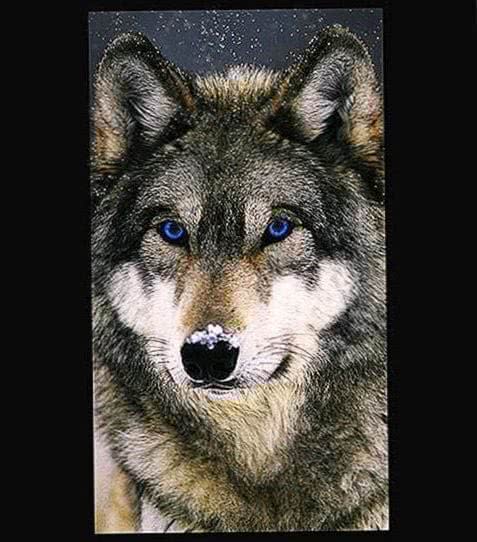 HD Wallpapers For Android Wolf