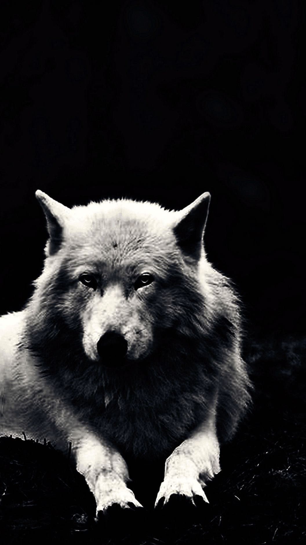 White Wolf Wallpapers Phone