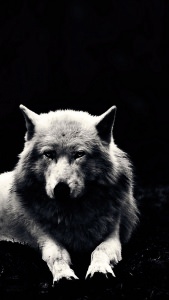 Wolf Mobile HD Wallpaper Image 1