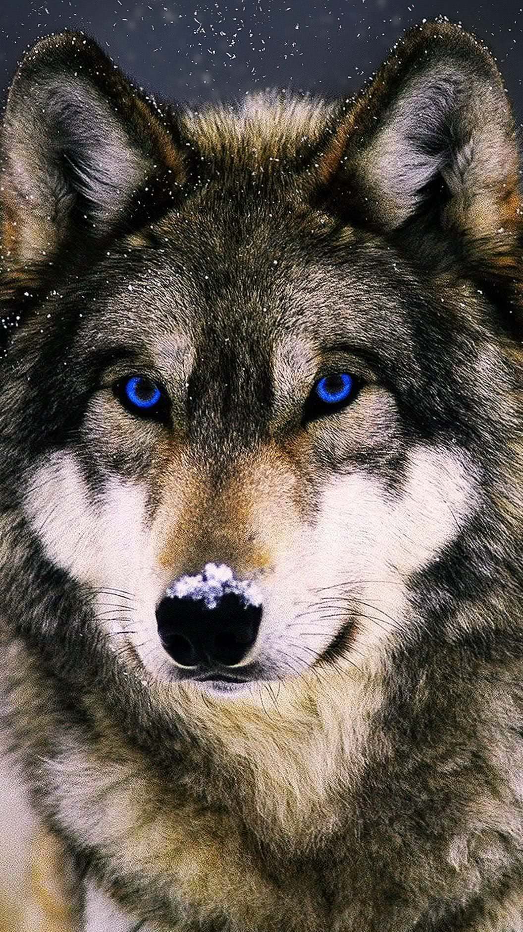 wolf cell phone wallpaper background image 5