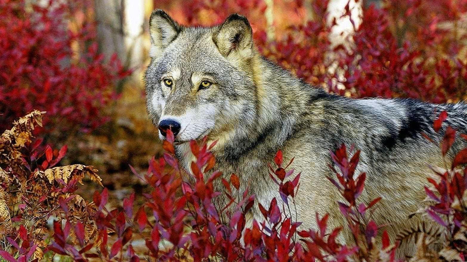 HD Wallpapers Of Wolfs