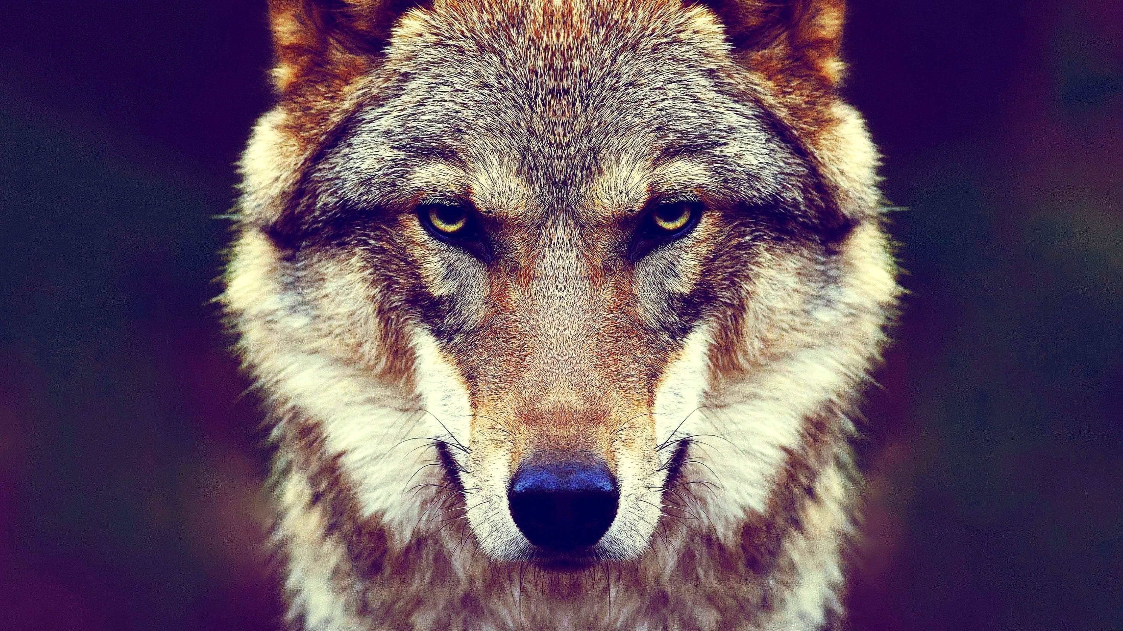 Wolf Ultra HD Wallpapers