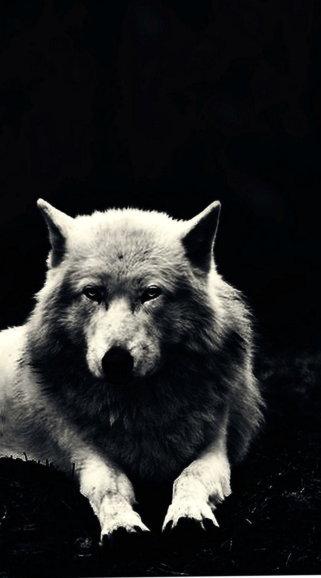 wolf wallpaper 4k mobile background image 4