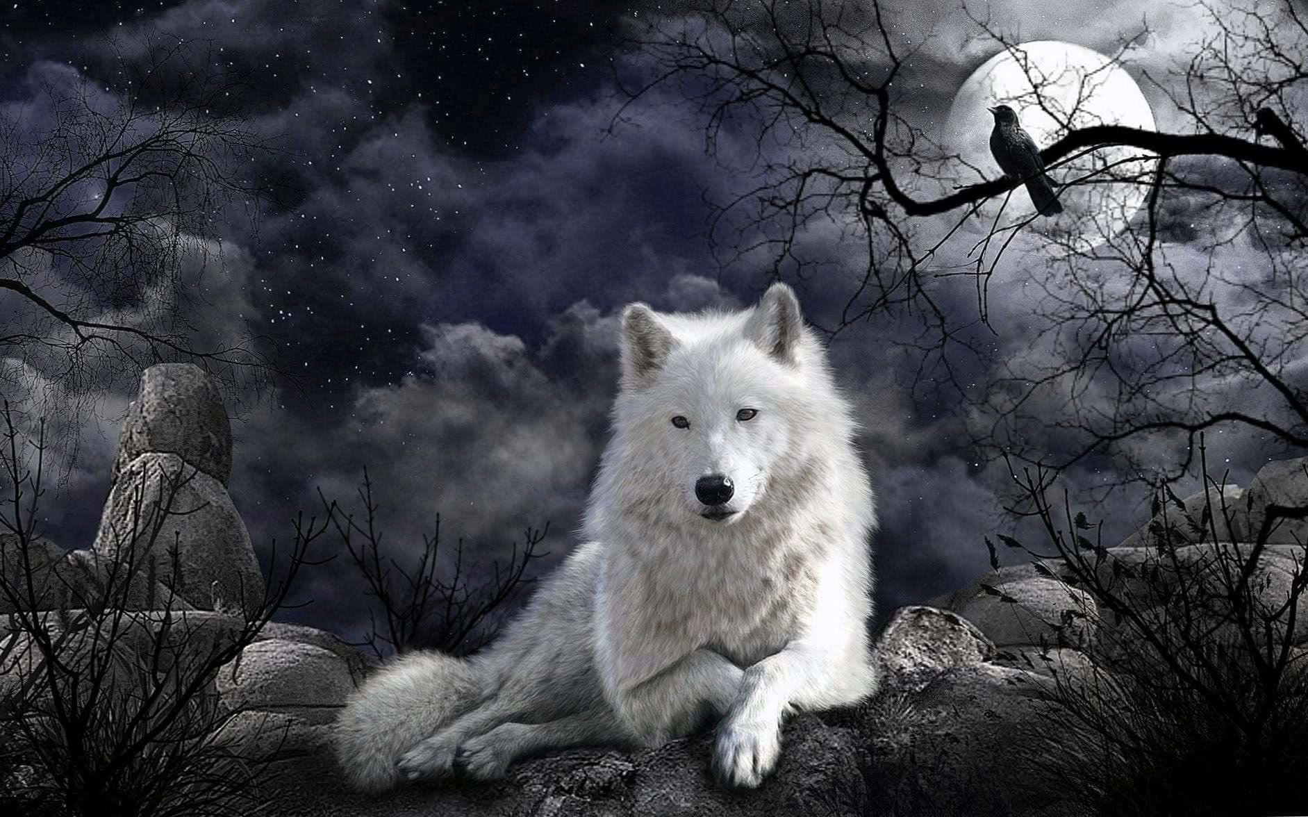 Wolf Wallpapers For PC