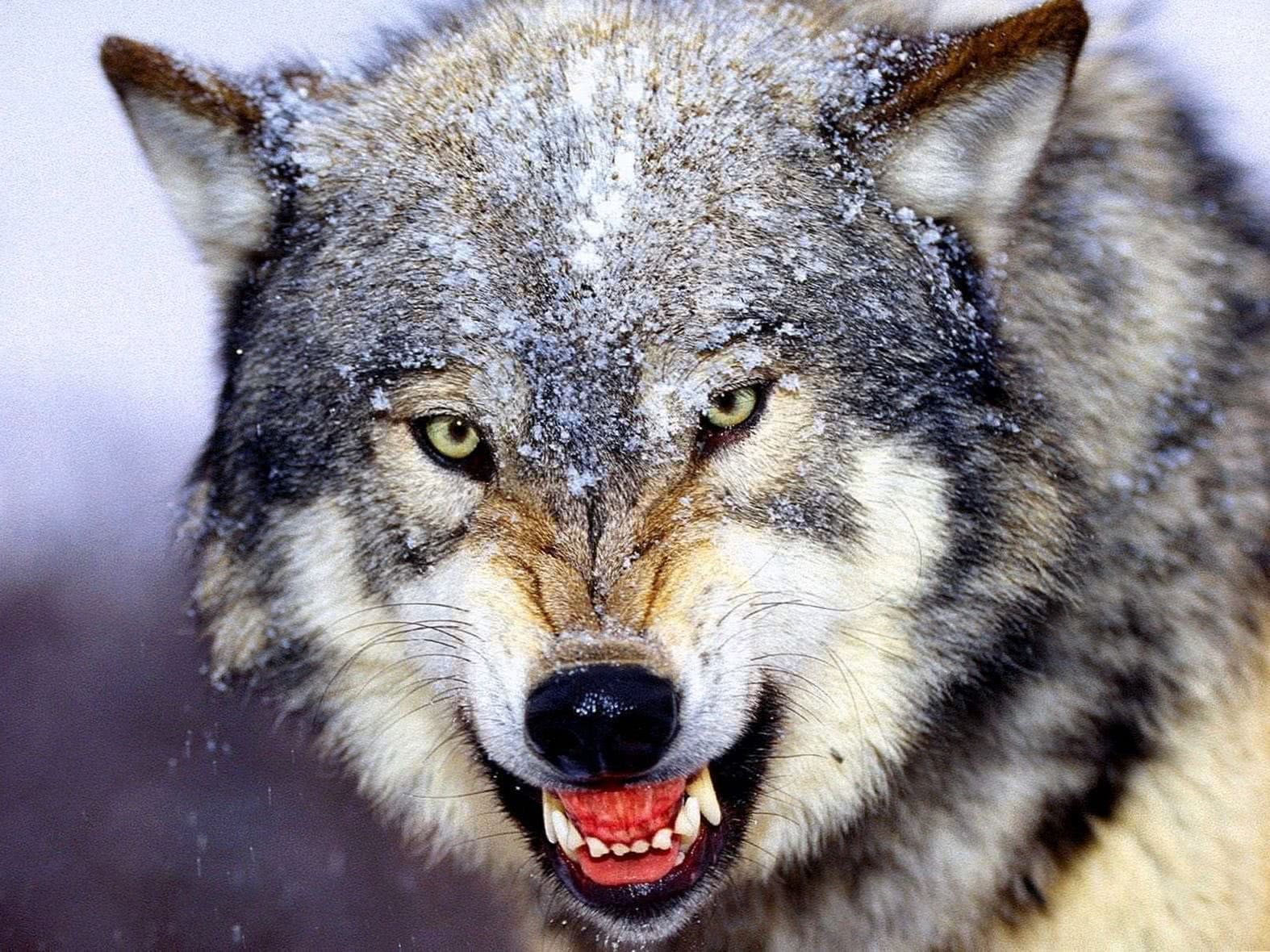 Angry Wolf Face Wallpapers