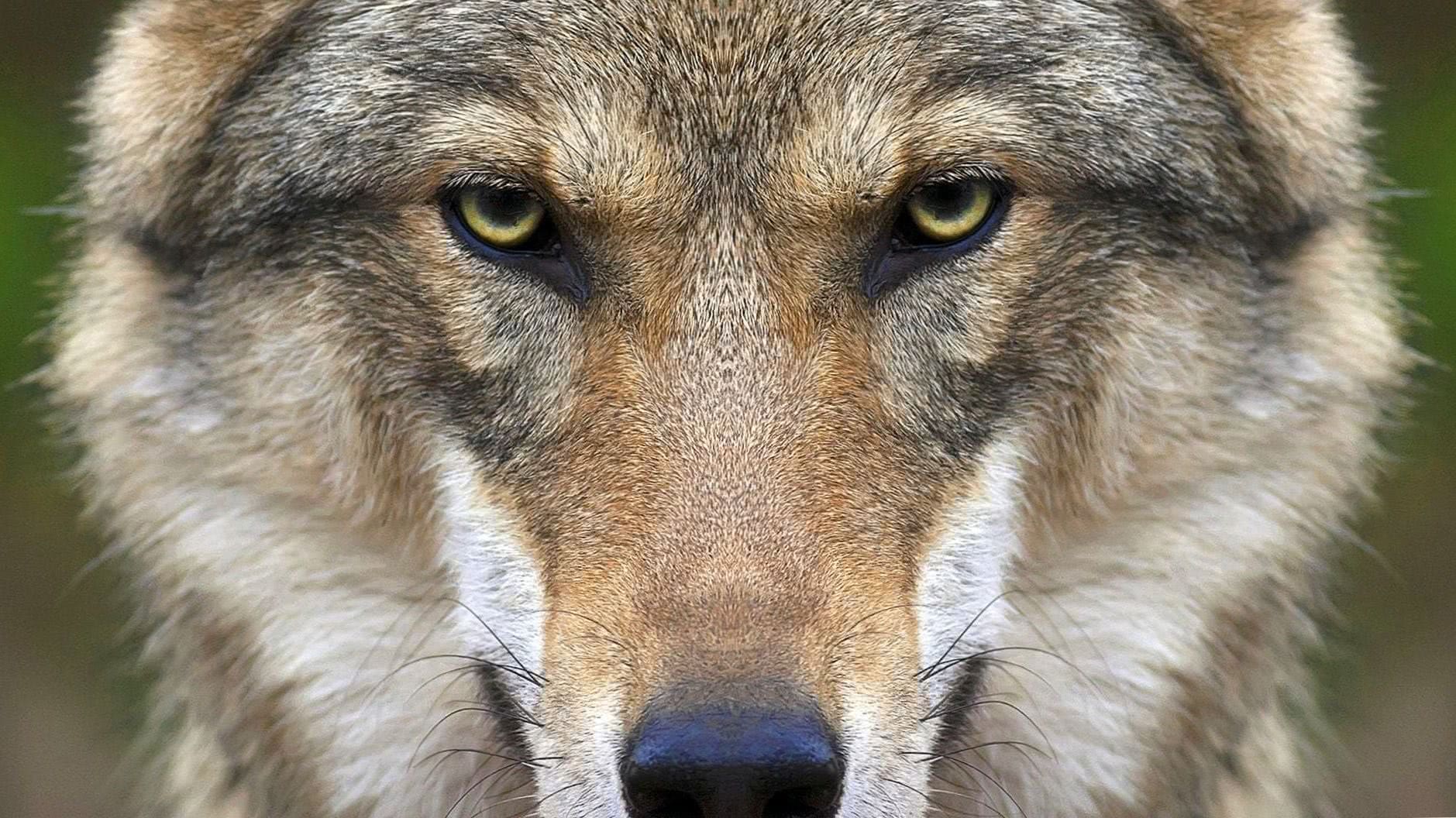 Wolf Face Wallpaper HD Image 1