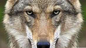 Wolf Close Up Face Wallpapers
