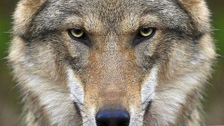 Wolf Close Up Face Wallpaper Image 1