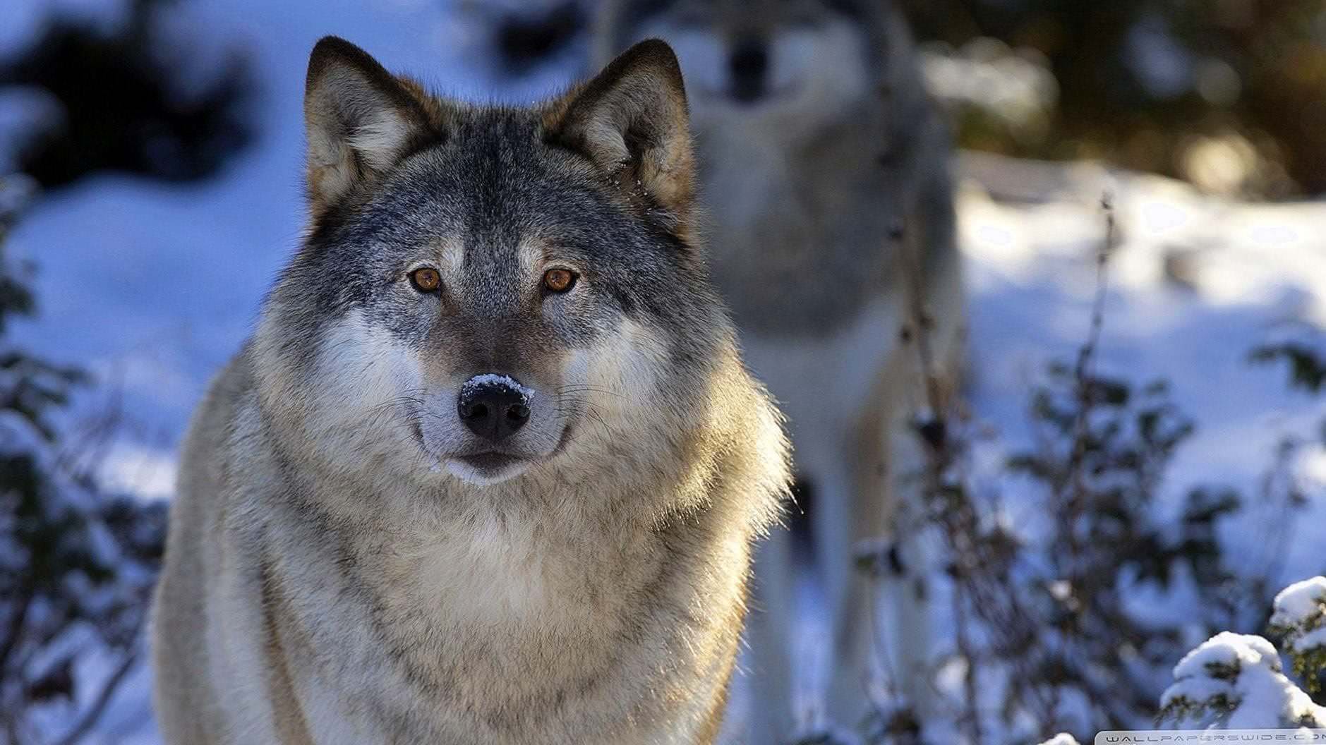 wolf wild animal wallpaper background image 5