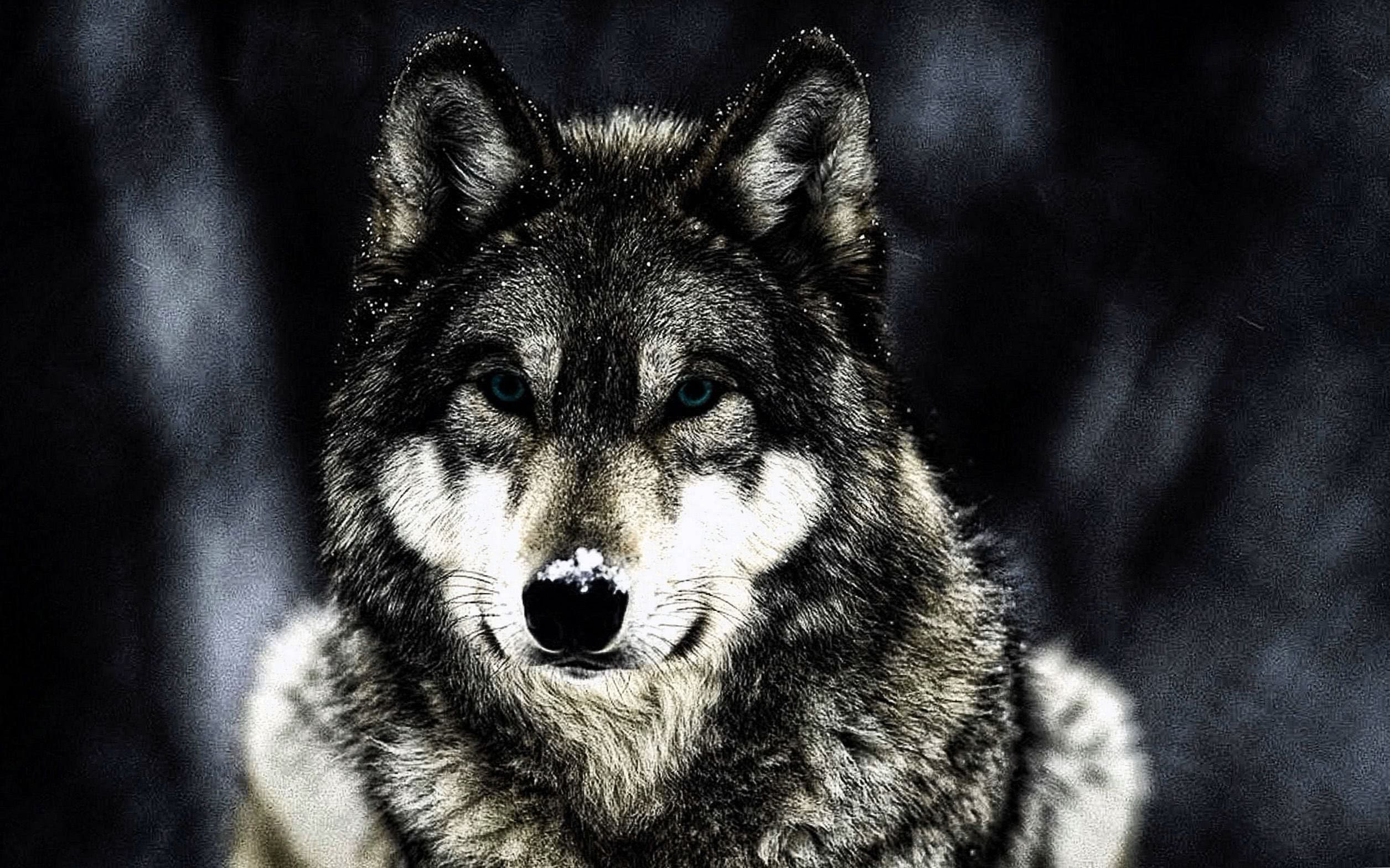 wolf wild animal wallpaper background image 6