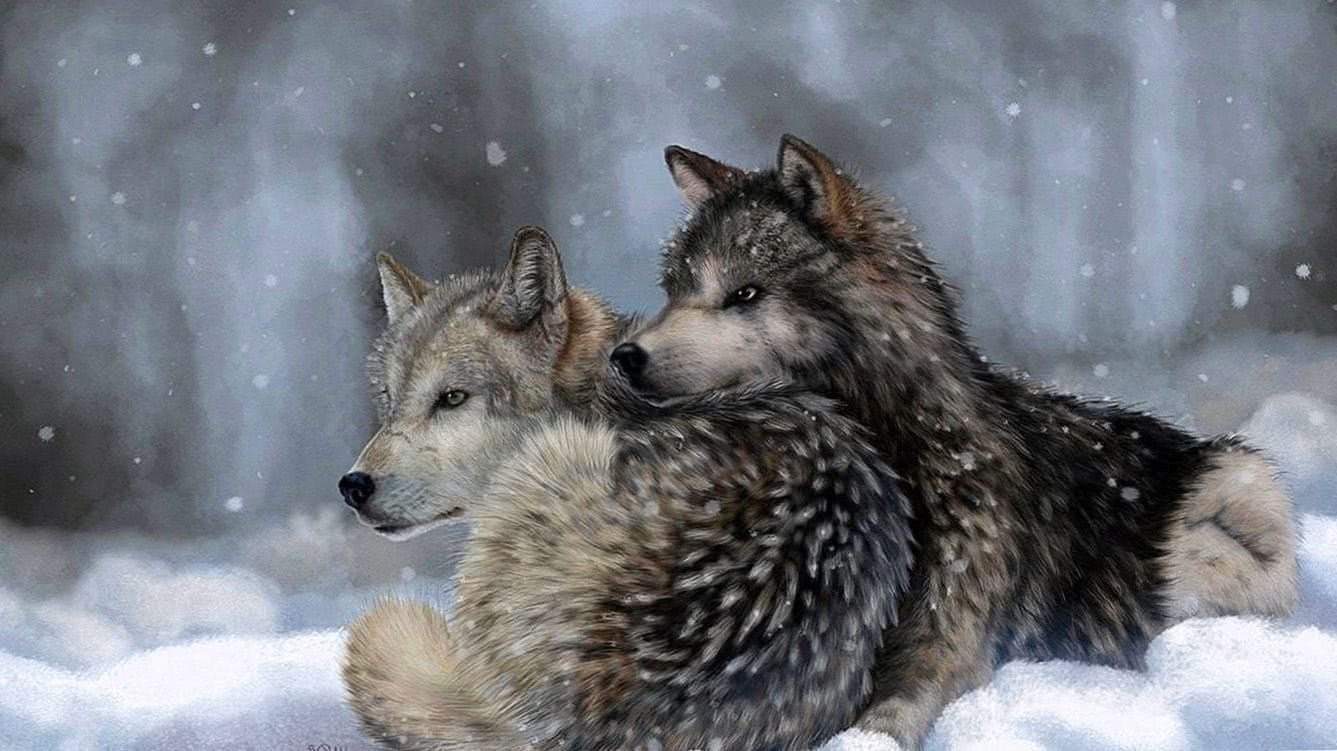 1366×768 Wallpapers Wolves