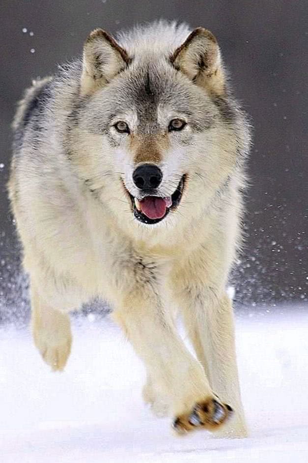 gray wolf iphone wallpaper background image 4
