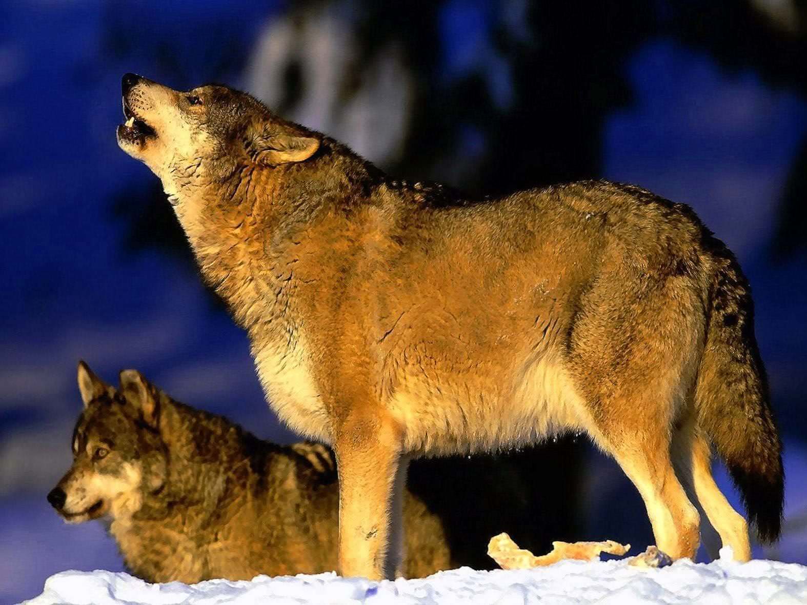 wallpaper for mobile wolves background image 5