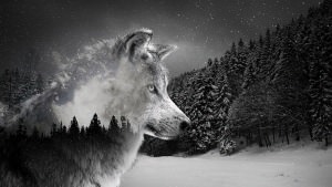 Wolf Wallpapers For Chromebook - Wolf Background Images