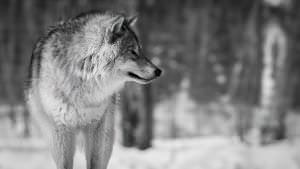 Wolf Wallpaper For Chromebook Image 67