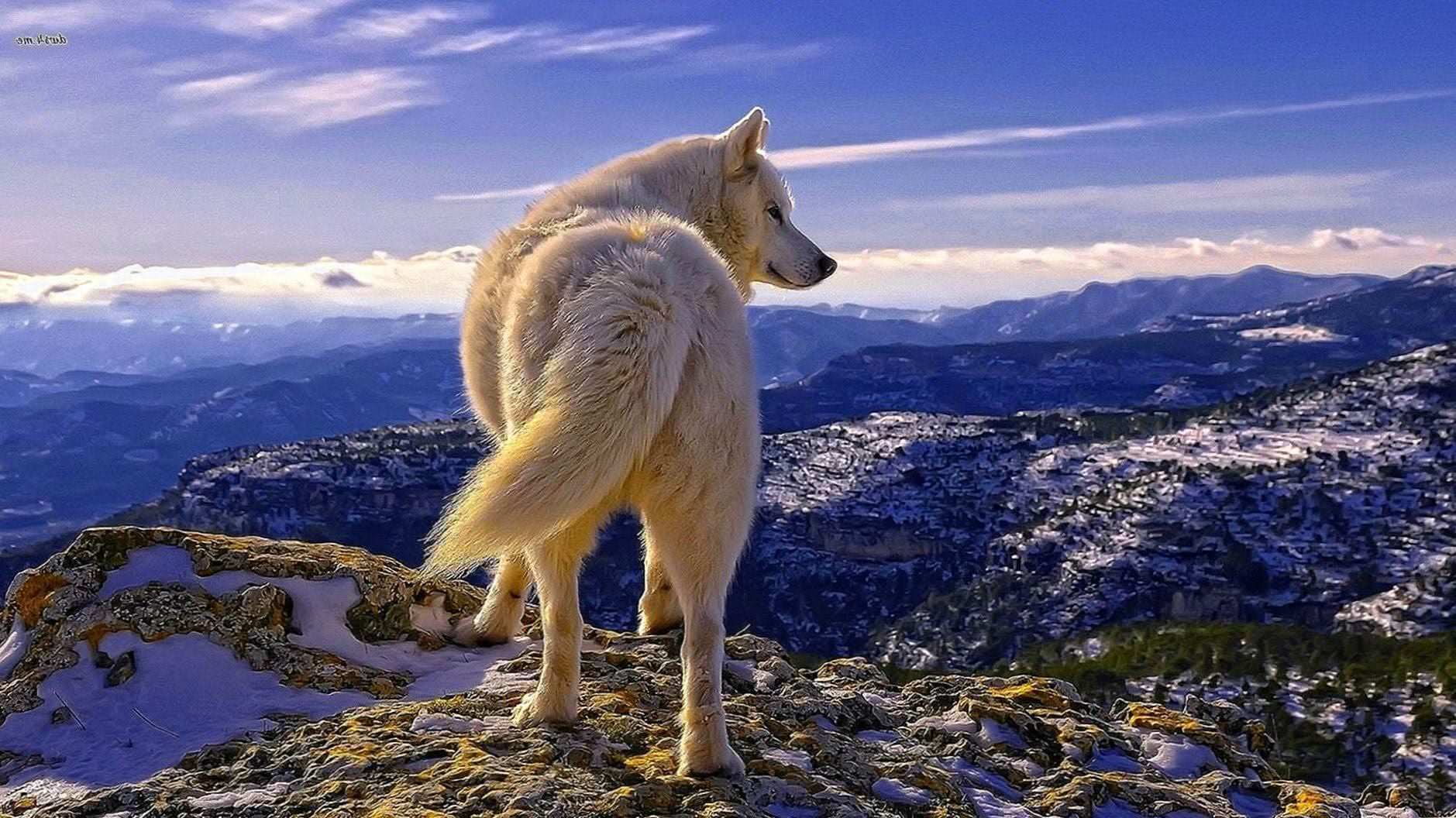 Computer Wallpapers Wolf