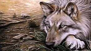 Wolf Drawing HD Wallpapers