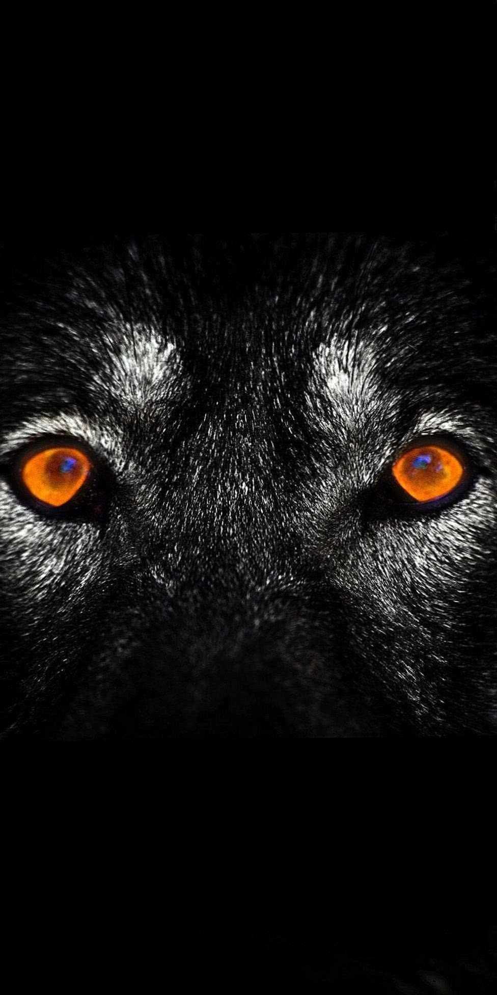 dark wolf mobile wallpaper background image 6