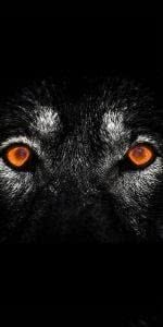 Wolf Eyes iPhone Wallpaper Image 1