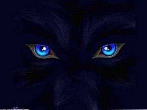Blue Eyed Wolf Wallpapers Android