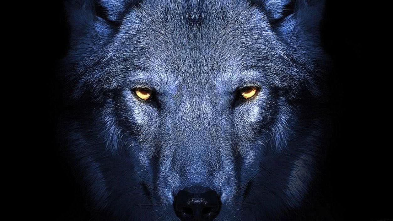 Wolf PS4 Wallpaper Image 1