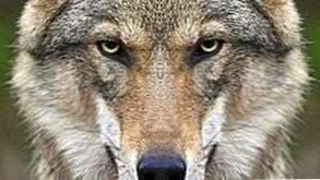Wolf Face HD Wallpapers
