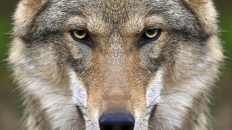 Wolf Face HD Wallpaper Image 1