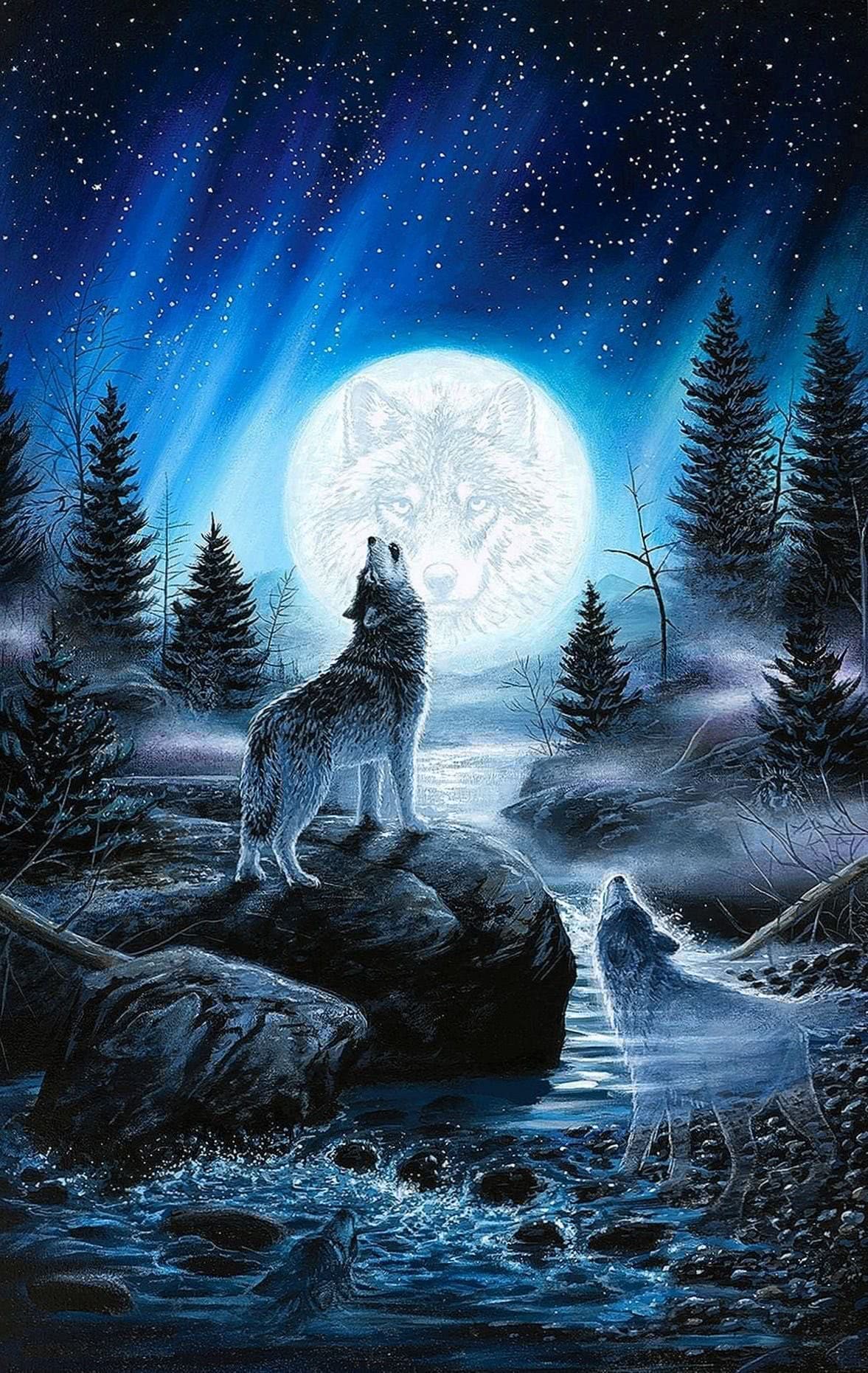 Indian Wolf Wallpapers For Phone