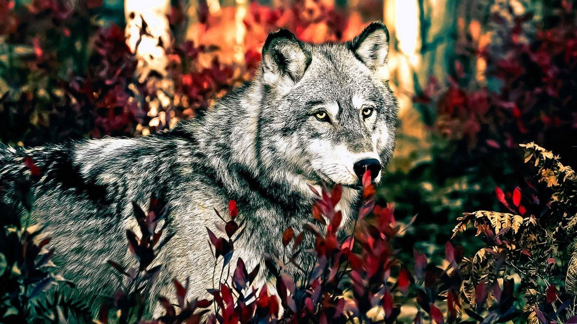 Wolves Forest Wallpapers - Wolf-Wallpapers.Pro