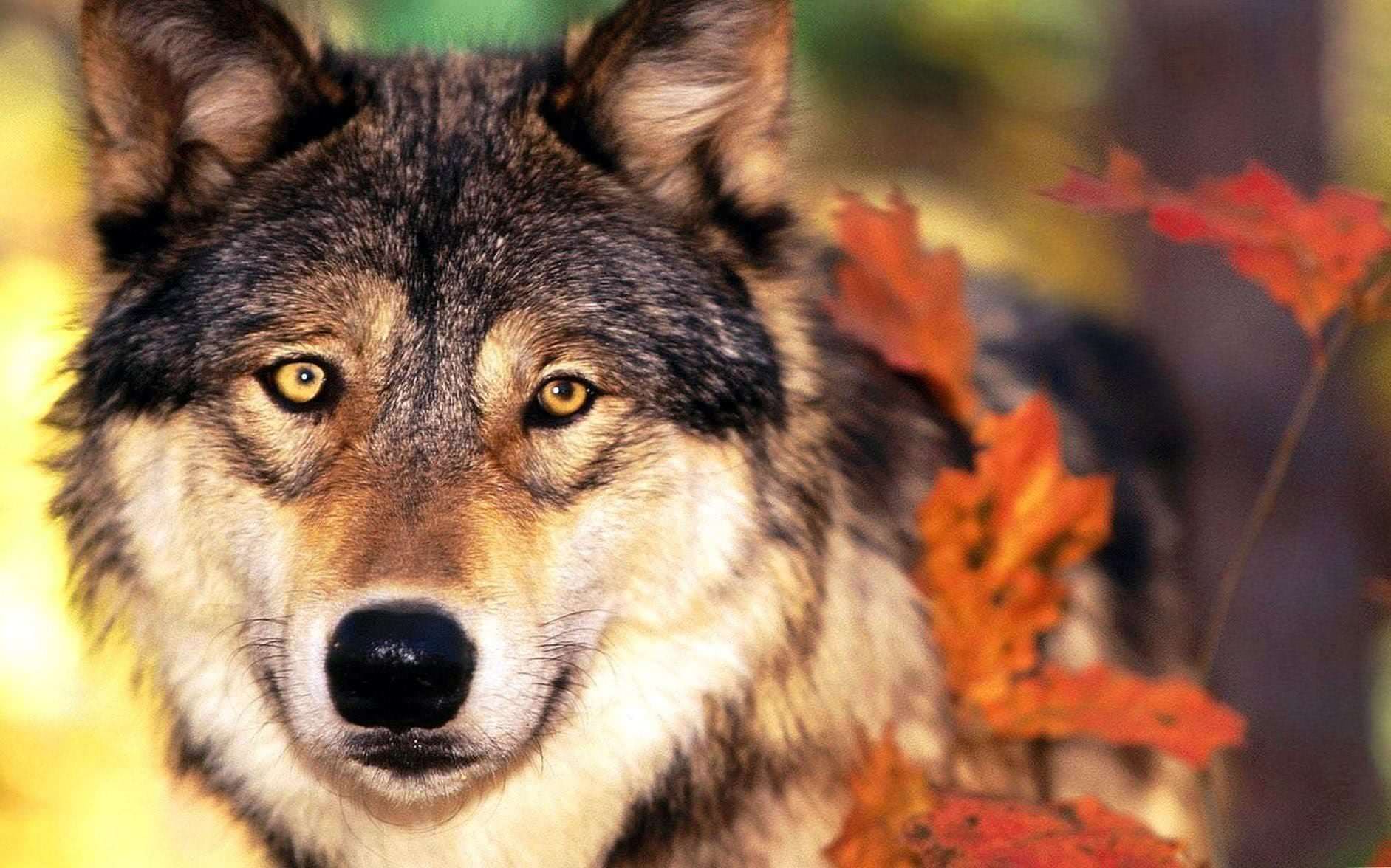 Wildlife Wolf Wallpapers