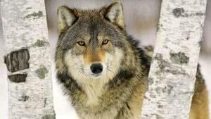 Wolf Wallpapers Photo
