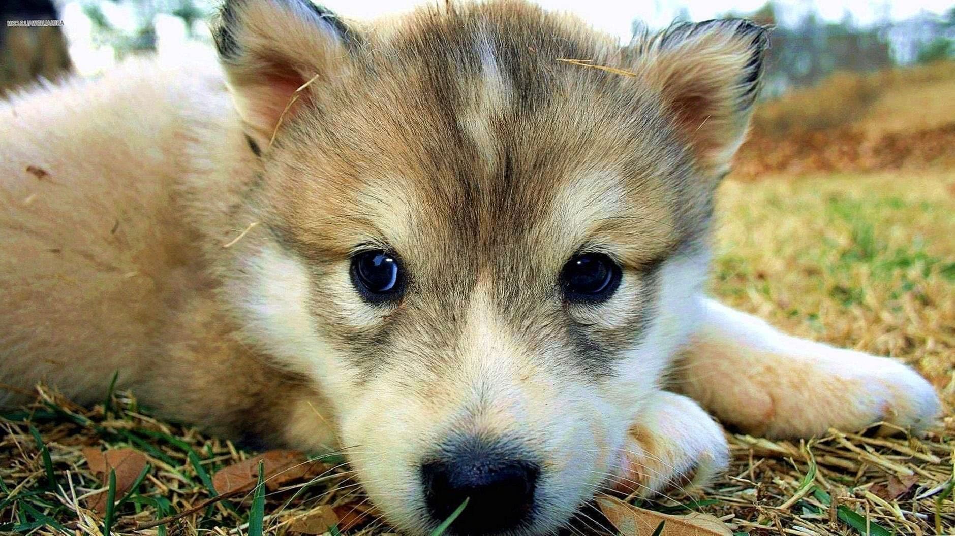 Cute Wolf Cub Wallpapers HD