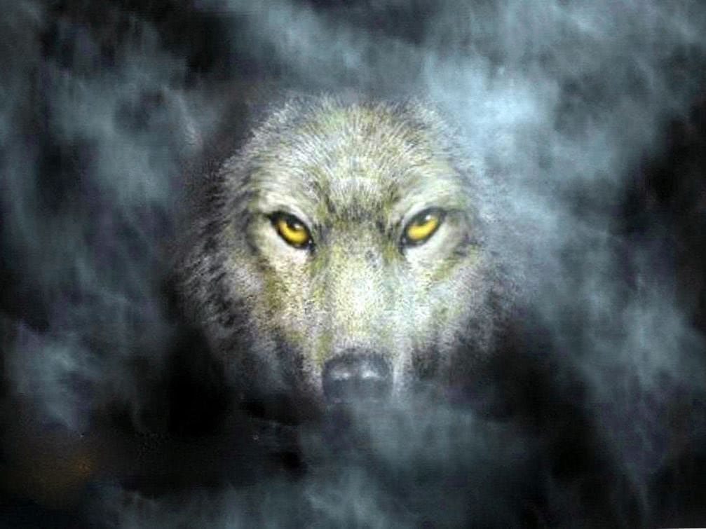wolf dangerous wallpaper