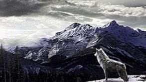 Wolf On Mountain Wallpaper Image 1