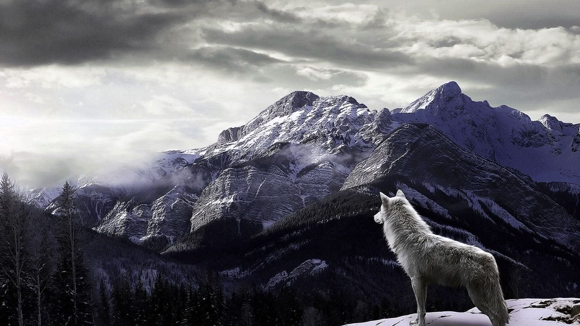 Wolf On Mountain Wallpaper Image 1