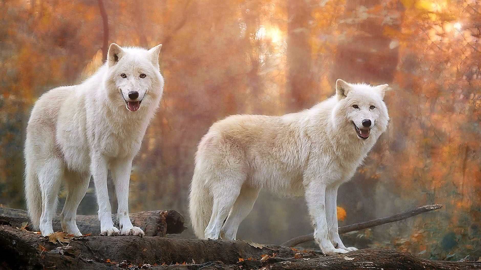 Wallpapers Wolf 1440×2560
