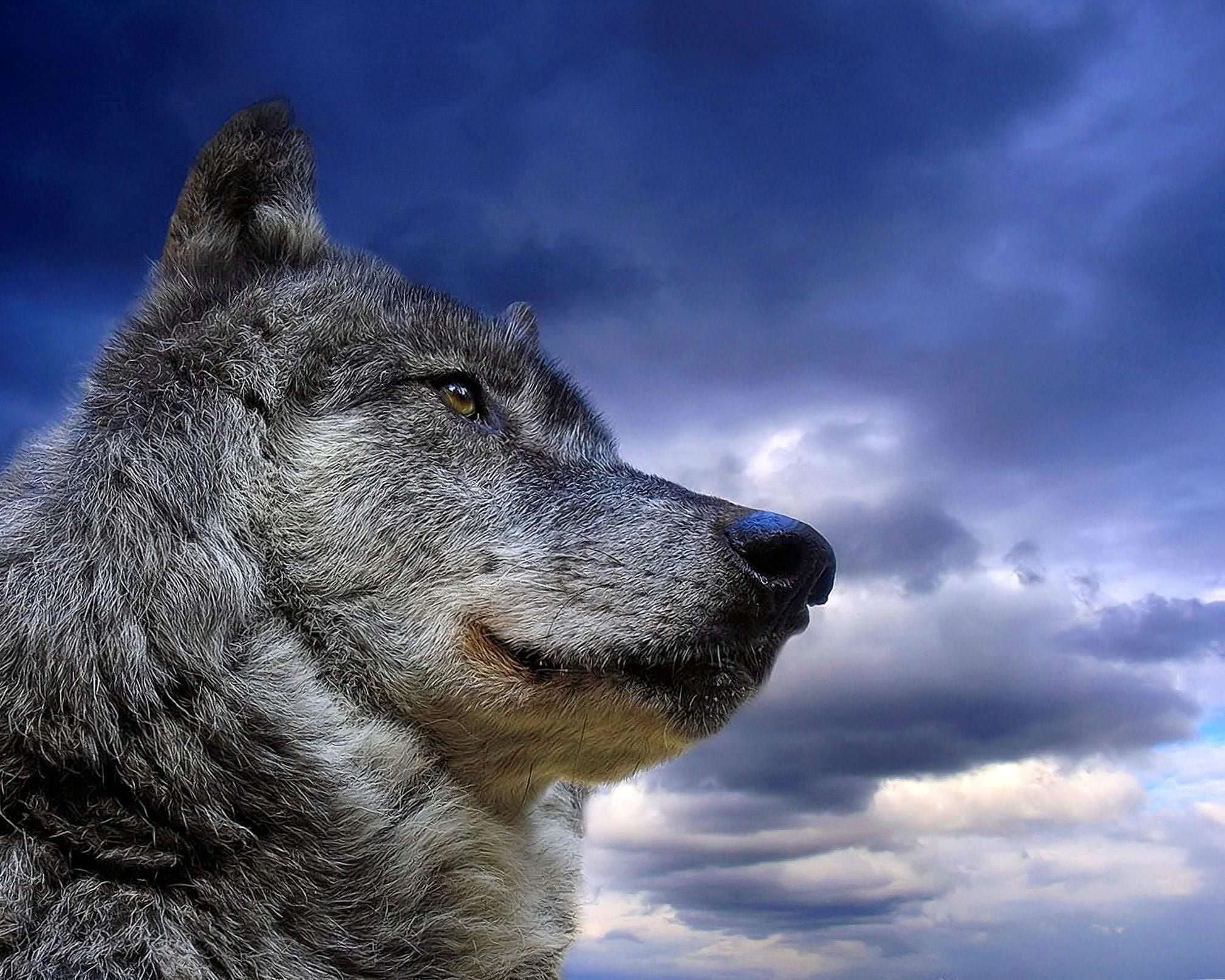 Grey Wolf Wallpaper 1080x1920 Image 1