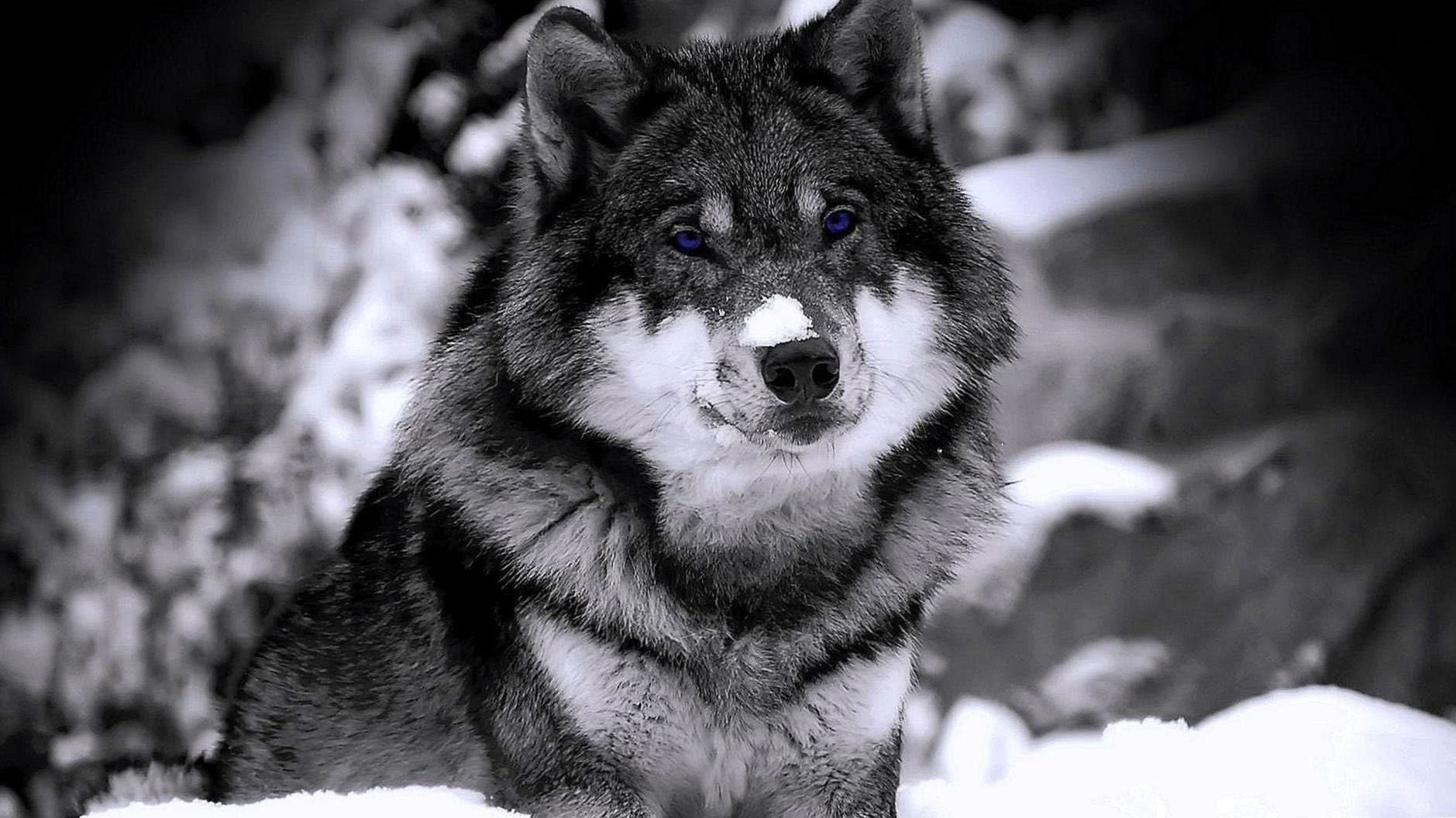 Wolves Wallpapers Blue Eyes