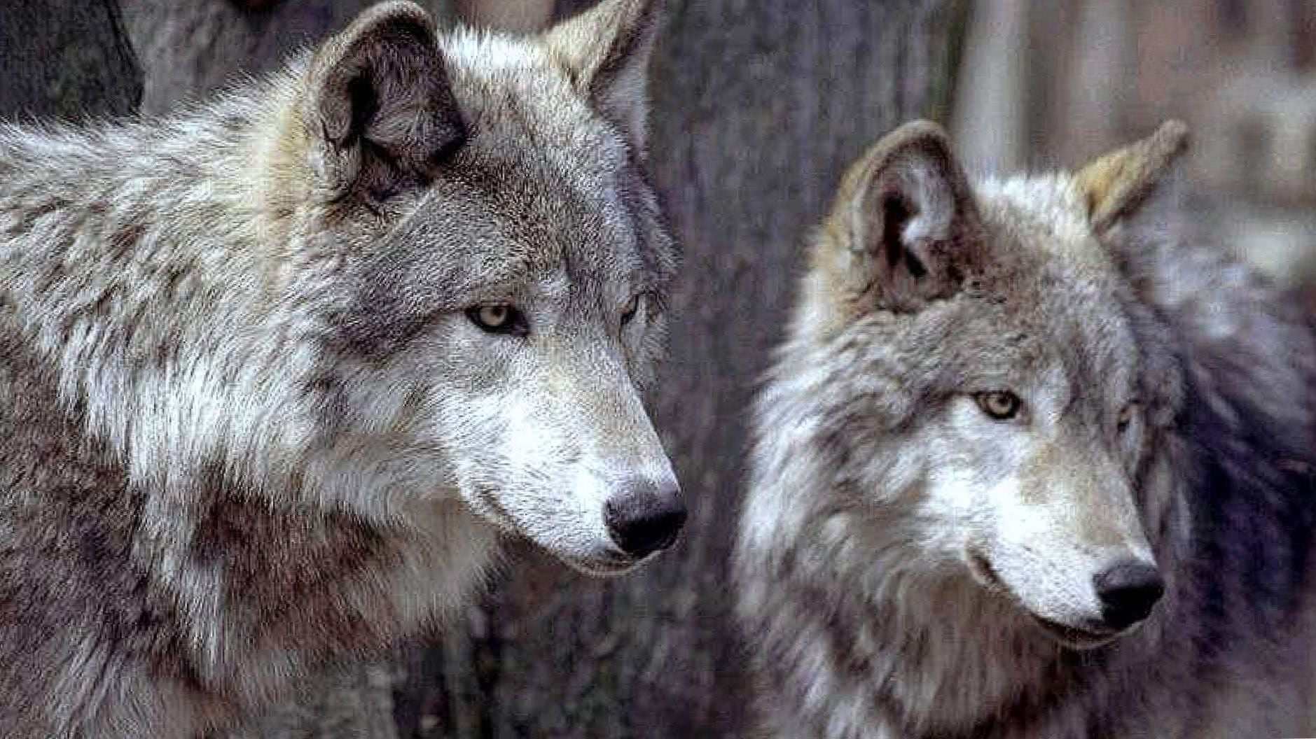 HD Wolf Couple Wallpaper Image 1