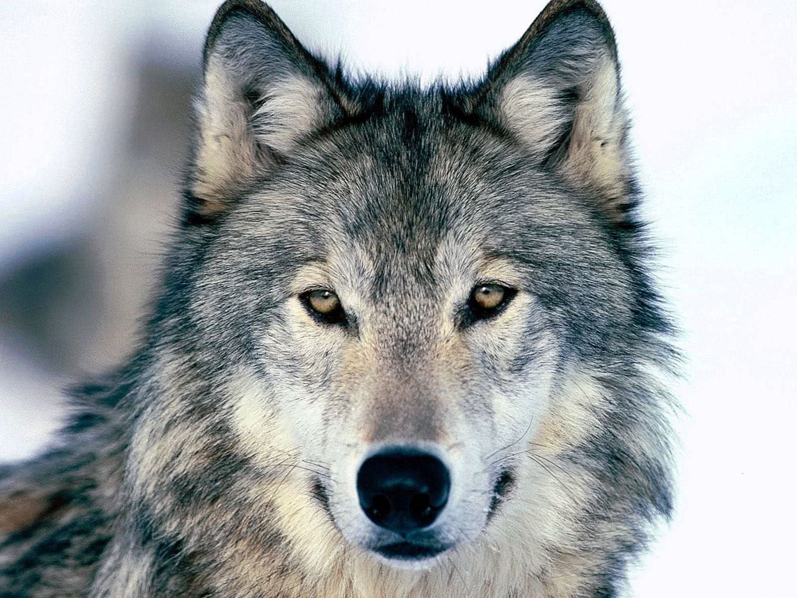 High Resolution Wolf Wallpapers